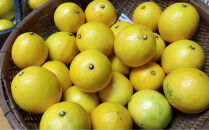 奄美大島産 島れもん 5kg＜芳醇な香りと爽やかな味の国産レモン＞|レモン れもん 檸檬 柑橘 フルーツ ふるーつ 果物 くだもの