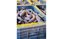 さつまいもラテ　20缶&nbsp;【&nbsp;ラテ&nbsp;ドリンク&nbsp;飲み物&nbsp;サツマイモ&nbsp;デザート&nbsp;飲料&nbsp;北海道&nbsp;旭川市&nbsp;】_04874