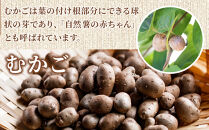 むかご入り自然薯コロッケ5個セット｜惣菜&nbsp;山芋コロッケ&nbsp;人気&nbsp;おすすめ&nbsp;冷凍&nbsp;お弁当&nbsp;おかず&nbsp;和風&nbsp;揚げ物&nbsp;時短&nbsp;おすすめ&nbsp;人気&nbsp;送料無料&nbsp;神奈川県&nbsp;小田原市