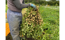 ゆで落花生おおまさり150ｇ×10ｐセット