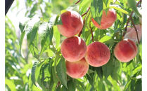 【2026年発送】大人気！夏の収穫白桃　約3kg