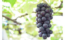 【2026年発送】太陽燦々★スチューベン　約２kg（6～12房）