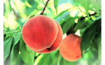 【2026年発送】＼&nbsp;硬めの桃！／&nbsp;&nbsp;秋収穫白桃　約３kg