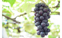 2026年度発送【定期便&nbsp;３回&nbsp;】葡萄だらけの定期便
