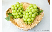 2026年度発送【定期便&nbsp;３回&nbsp;】葡萄だらけの定期便