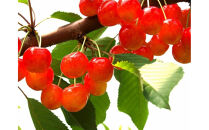 2026年度発送 【定期便3回】 実は人気な果物定期便