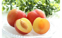 2026年度発送 【定期便3回】 すもも☆LOVE便