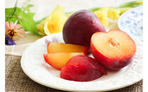 2026年度発送 【定期便3回】 すもも☆LOVE便