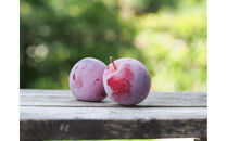 2026年度発送 【定期便3回】 すもも☆LOVE便