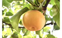 2026年度発送 【定期便3回】 和梨贅沢便