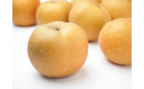 2026年度発送 【定期便3回】 和梨贅沢便