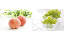 2026年度発送 【定期便２回】 とびっきりの～白桃・シャインマスカット～山形実り便