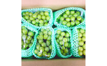 2026年度発送 【定期便２回】 とびっきりの～白桃・シャインマスカット～山形実り便