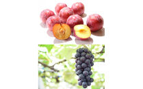 2026年度発送【定期便 ４回】「もも」から始まる　満足定期便＊２