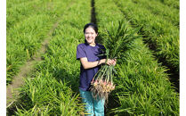 出雲生姜ぽかぽかセット