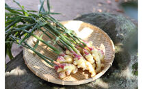 出雲生姜の七味唐辛子と温香雲片（粗挽き生姜）セット