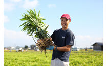 出雲生姜の七味唐辛子と温香雲片（粗挽き生姜）セット