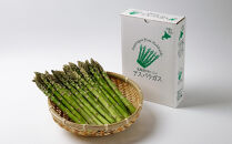 【先行予約】春収穫グリーンアスパラLサイズ（400g×3）約1.2kg（2026年6月上旬から発送開始予定）【 アスパラ アスパラガス 朝採り とれたて 野菜 旬 小分け 保存 産直 産地直送 お取り寄せ 旭川市 北海道 】_05534