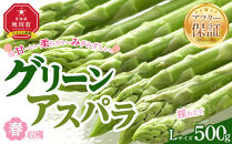 【先行予約】春収穫グリーンアスパラLサイズ　約500g（2026年6月上旬から発送開始予定）【&nbsp;アスパラ&nbsp;アスパラガス&nbsp;朝採り&nbsp;とれたて&nbsp;野菜&nbsp;旬&nbsp;小分け&nbsp;保存&nbsp;産直&nbsp;産地直送&nbsp;お取り寄せ&nbsp;旭川市&nbsp;北海道&nbsp;】_05529