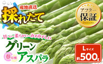 春収穫グリーンアスパラLサイズ　約500g（2026年6月上旬から発送開始予定）【&nbsp;アスパラ&nbsp;アスパラガス&nbsp;朝採り&nbsp;とれたて&nbsp;野菜&nbsp;旬&nbsp;小分け&nbsp;保存&nbsp;産直&nbsp;産地直送&nbsp;お取り寄せ&nbsp;旭川市&nbsp;北海道&nbsp;】_05529