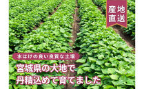 甘くてしっとり★さつまいも(紅はるか)5kg