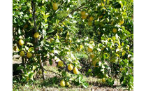 清沢レモンケーキとレモンケーキの食べ比べセット