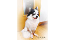 思い出のペット写真から作る3Dフィギュア　長辺13cm&nbsp;|&nbsp;フィギュア&nbsp;ペット&nbsp;写真&nbsp;オーダーメイド&nbsp;愛犬&nbsp;ねこ&nbsp;グッズ&nbsp;記念&nbsp;送料無料&nbsp;東京&nbsp;中野