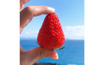 【2026年1月より順次発送】静岡特産・石垣苺　2L～4Lミックス&nbsp;約280g×2パック★紅ほっぺ