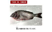 【鱗、内臓処理】黒鯛 1尾（約1ｋg）ちぬ チヌ 刺身