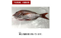 【鱗、内臓処理】活き締め真鯛1尾（約1kg）タイ&nbsp;たい&nbsp;刺身&nbsp;鍋