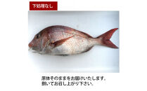 【下処理なし】活き締め真鯛1尾（約1kg）タイ&nbsp;たい&nbsp;刺身&nbsp;鍋
