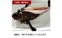 【背中の毒針除去】【先行予約】活き締めオコゼ2尾セット（2人前）ポン酢付き 虎魚 おこぜ 薄造り 唐揚げ