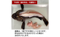 【内臓、背中の毒針除去】【先行予約】活き締めオコゼ2尾セット（2人前）ポン酢付き 虎魚 おこぜ 薄造り 唐揚げ