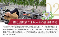 2026年先行受付【農薬・除草剤不使用】奄美大島産樹上完熟パッションフルーツ約１kg