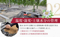 先行受付【農薬・除草剤不使用】奄美大島農家直送　樹上完熟パッションフルーツ約１kg&nbsp;|&nbsp;先行予約&nbsp;産地直送&nbsp;パッションフルーツ&nbsp;フルーツ&nbsp;果物&nbsp;南国&nbsp;新鮮&nbsp;甘み&nbsp;奄美大島
