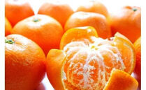 【先行予約・年明け配送】令和8年1月から出荷開始/荒木一番みかん約5kg&nbsp;_1271R-2