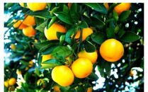 【先行予約・年明け配送】&nbsp;令和8年1月から出荷開始&nbsp;/&nbsp;荒木一番みかん約10kg&nbsp;_1422R-2