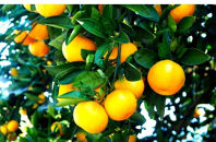 【先行予約・年明け配送】令和8年1月から出荷開始&nbsp;/&nbsp;荒木一番みかん約3kg_2305R-2