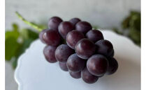 厳選&nbsp;藤稔&nbsp;1.0kg以上&nbsp;2房&nbsp;朝採れ&nbsp;ぶどう&nbsp;葡萄&nbsp;&nbsp;Kawahara&nbsp;Green&nbsp;Farm　岡山県産　2026年