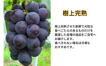 厳選&nbsp;藤稔&nbsp;1.0kg以上&nbsp;2房&nbsp;朝採れ&nbsp;ぶどう&nbsp;葡萄&nbsp;&nbsp;Kawahara&nbsp;Green&nbsp;Farm　岡山県産　2026年