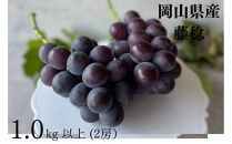 厳選&nbsp;藤稔&nbsp;1.0kg以上&nbsp;2房&nbsp;朝採れ&nbsp;ぶどう&nbsp;葡萄&nbsp;&nbsp;Kawahara&nbsp;Green&nbsp;Farm　岡山県産　2026年