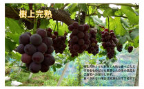 家庭用&nbsp;藤稔　1.0kg以上&nbsp;2房&nbsp;朝採れ&nbsp;ぶどう&nbsp;葡萄&nbsp;&nbsp;Kawahara&nbsp;Green&nbsp;Farm　岡山県産　2026年