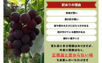 家庭用&nbsp;藤稔　1.0kg以上&nbsp;2房&nbsp;朝採れ&nbsp;ぶどう&nbsp;葡萄&nbsp;&nbsp;Kawahara&nbsp;Green&nbsp;Farm　岡山県産　2026年