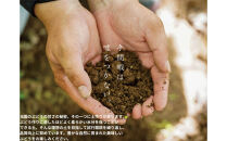 家庭用&nbsp;藤稔　1.0kg以上&nbsp;2房&nbsp;朝採れ&nbsp;ぶどう&nbsp;葡萄&nbsp;&nbsp;Kawahara&nbsp;Green&nbsp;Farm　岡山県産　2026年