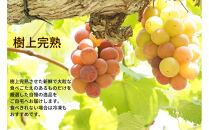 厳選　悟紅玉&nbsp;旧ゴルビー&nbsp;1.0kg以上&nbsp;2房&nbsp;朝採れ&nbsp;ぶどう&nbsp;葡萄&nbsp;Kawahara&nbsp;Green&nbsp;Farm　岡山県産　2026年