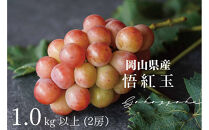 厳選　悟紅玉&nbsp;旧ゴルビー&nbsp;1.0kg以上&nbsp;2房&nbsp;朝採れ&nbsp;ぶどう&nbsp;葡萄&nbsp;Kawahara&nbsp;Green&nbsp;Farm　岡山県産　2026年