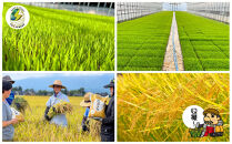 【令和7年産】佐渡島産&nbsp;特別栽培米こしひかり「大野郷の米」精米2kg×6回&nbsp;定期お届けコース