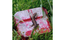 佐渡相川の酒販店限定販売「金の熟成酒」720ml