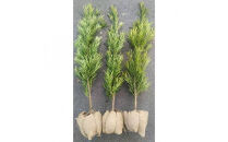 ラカンマキ&nbsp;3本セット&nbsp;樹高約1m&nbsp;取扱説明書付き