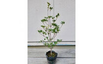 ドウダンツツジ&nbsp;樹高約40～50cm&nbsp;15cmポット取扱説明書付き